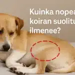 kuinka nopeasti koiran suolitukos ilmenee