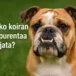 Voiko koiran alapurenta korjaantua