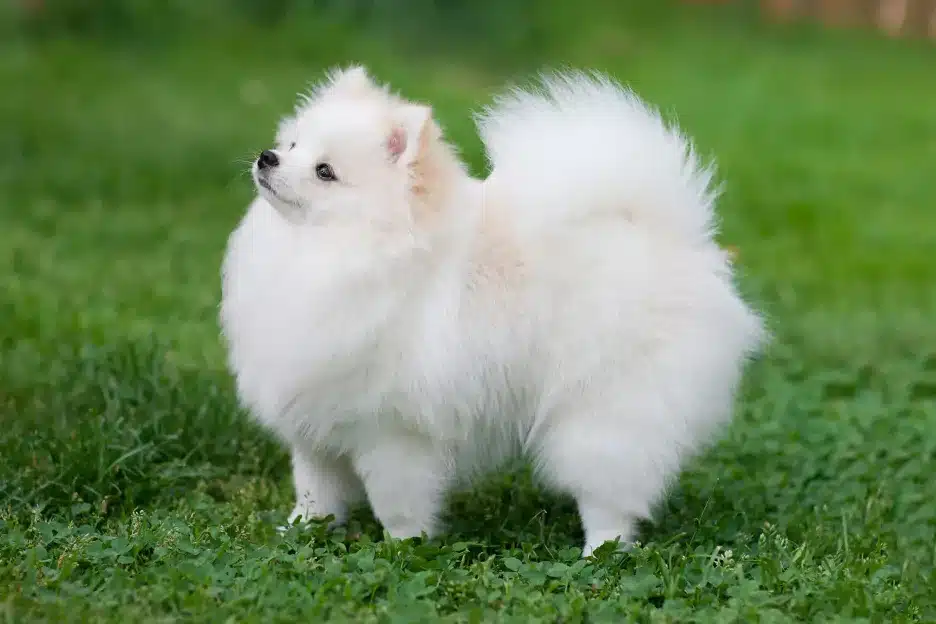 Pomeranian