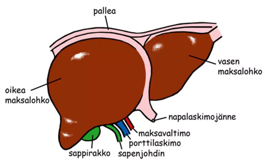 Maksan Anatomia